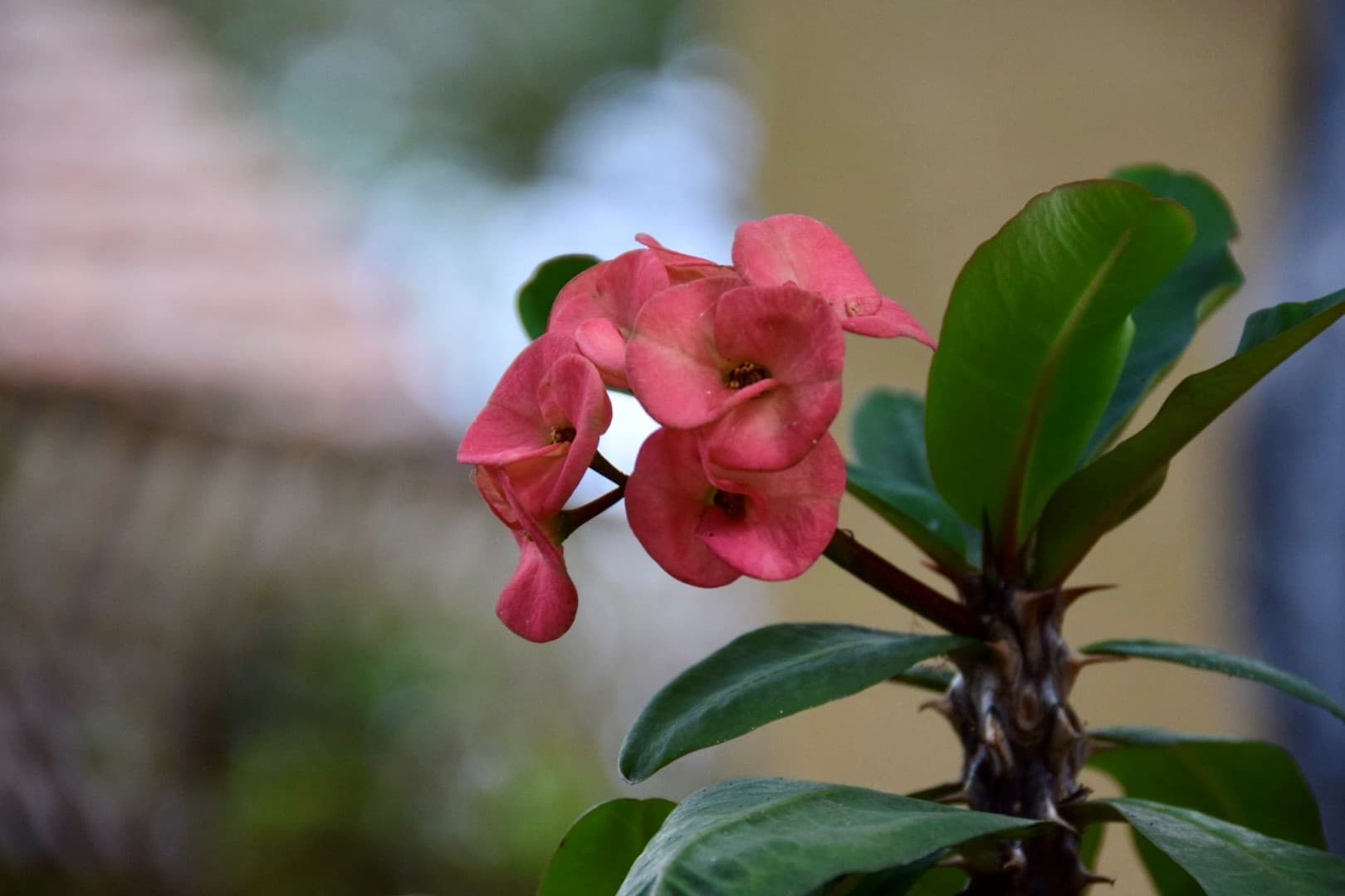 Nikon SLR Camera flower photo's in the backyard 1