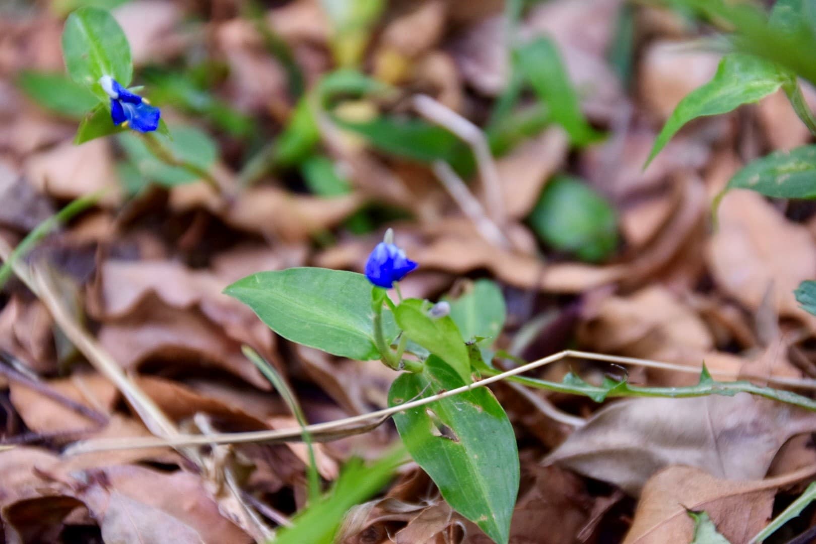 Nikon SLR Camera flower photo's in the backyard 2